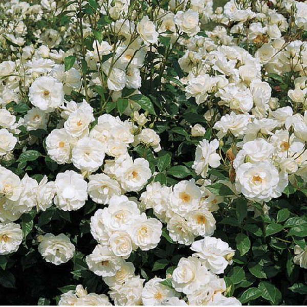 Organic white rose plant, Style : Natural