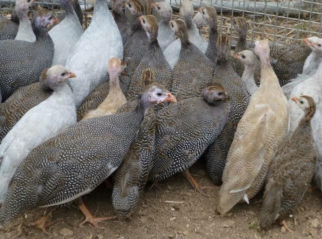 Guinea Fowl by NM Poultry Farm, Guinea Fowl from Dharmapuri Tamil Nadu ...