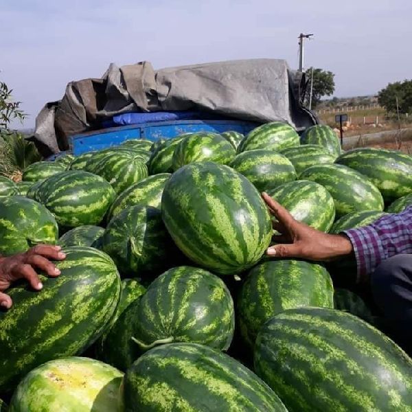 Water Melon - Namdhari