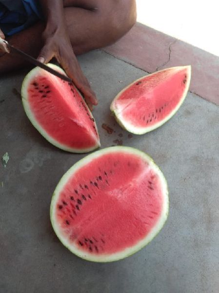 Water Melon - Namdhari