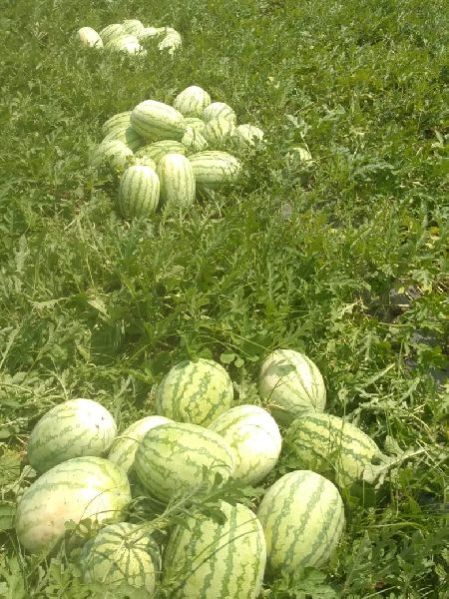 Water Melon - Namdhari