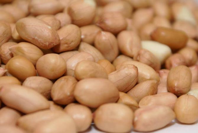 Common Peanut, for Cooking, Namkeen, Snacks, Style : Kernels