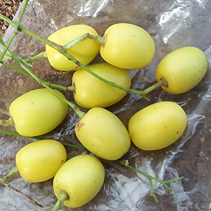 Organic Neem Fruit - Bhanu Agro & Allied Products, Hyderabad, Telangana