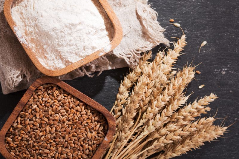 Organic Natural Wheat Seeds, for Flour, Purity : 98%