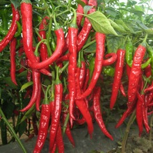Hybrid Chilli Pepper Seeds, Color : Green, Red