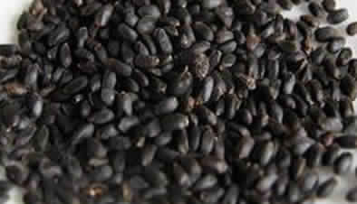 basil seeds