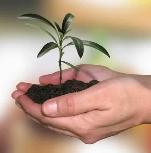Organic AND Inorganic Plant Growth Enhancer