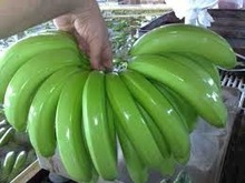 Common Fresh Green Banana
