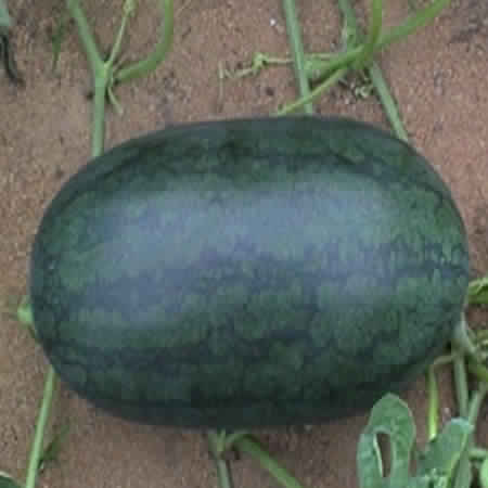 Watermelon Seeds