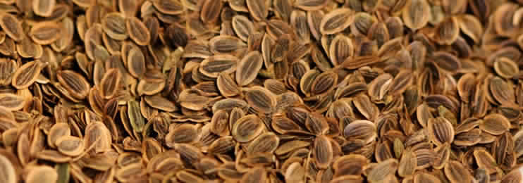 Dill Seed