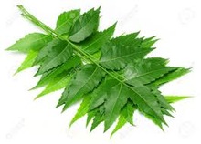 Neem Leaves, for Clinical, Personal, Form : Leaf