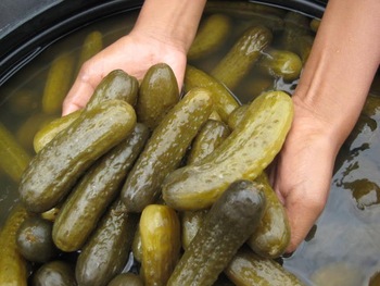 Gherkins in Salt Brine