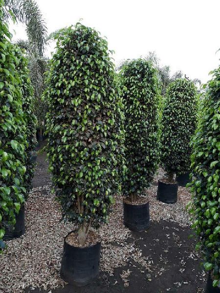 Black Ficus Plant, Type : Benjamina - Nazmin Nursery, Hojai, Assam