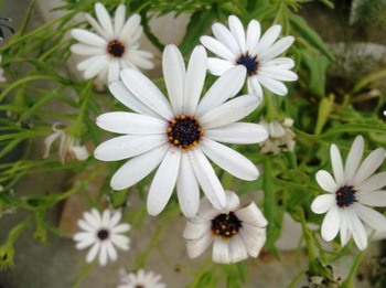 Tube Rose Bulb Plants