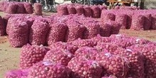 Fresh Red Small Onion