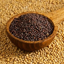 Raw black mustard seeds, Certification : FDA, ISO, KOSHER, NOP