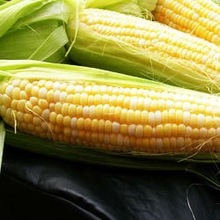 Modified Maize Starch, Certification : FDA, HACCP, ISO, KOSHER