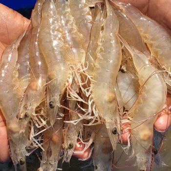 Frozen Vannamei White Shrimp HOSO Low Price, Small Sizes Vannamei Frozen Shrimps