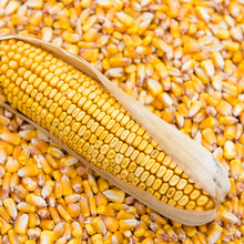 Maize - Poultry Grade, Variety : Animal Feed