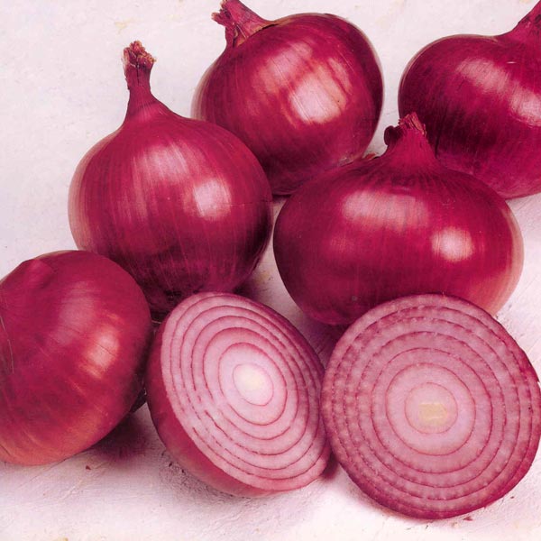 Organic fresh red onion, Packaging Type : Jute Bags, Net Bags