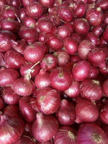 Hybrid Red Onion, Packaging Type : Plastic Packet
