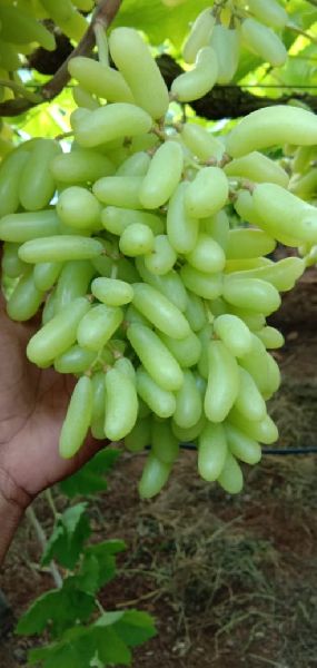 Organic Seedless Green Grapes, Shelf Life : 3-5days