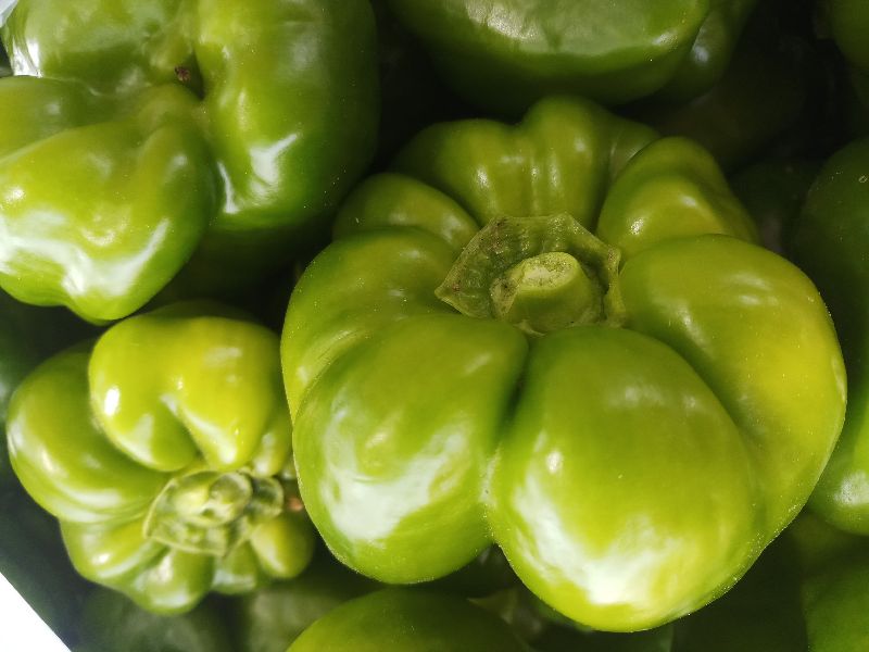 Green Capsicum, for Cooking, Style : Fresh