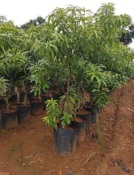 Mango Plant, Size : Large, Medium, Small