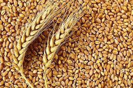 Wheat Seeds