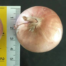 ROUND Common INDIAN FRESH RED ONIONS, Certification : APEDA
