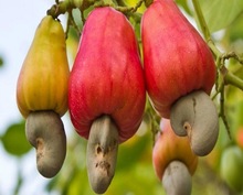 Cashew nut oil, Certification : MSDS, COA