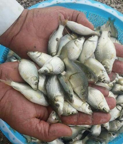 Common Carp Fish Seeds, for Food, Packaging Type : Vacuum Pack