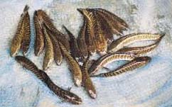 Whole murrel fish seeds, for Food, Feature : High In Protein, Longer Shelf Life
