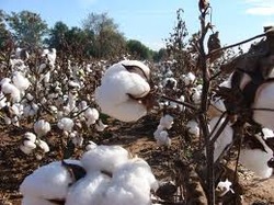 Organic Raw Cotton