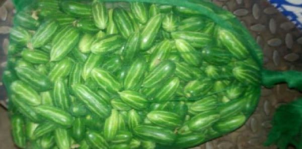 Organic Fresh Pointed Gourd