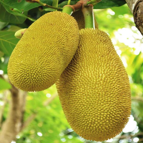 Fresh Natural Jackfruit