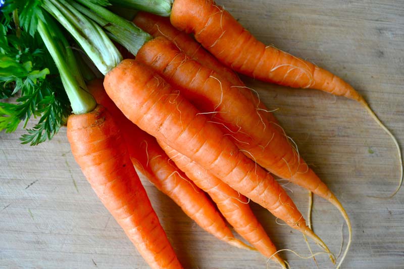 GMO Fresh Organic Carrot