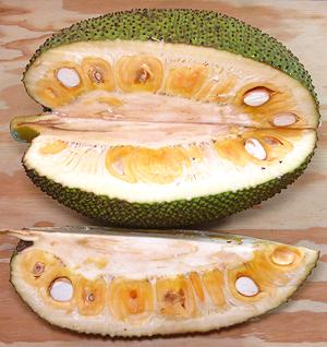 GMO Fresh Organic Jackfruit