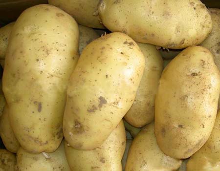 GMO Fresh Organic Potato