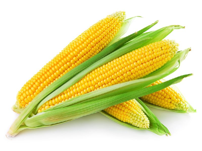 Fresh Yellow Corn