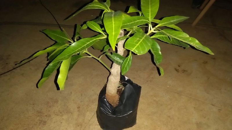 Mango Plant