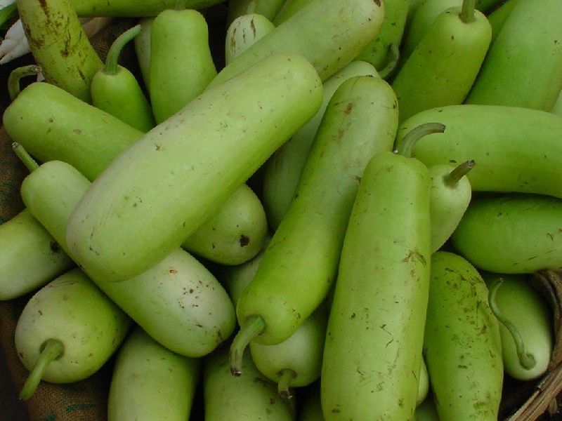 Organic Natural Bottle Gourd