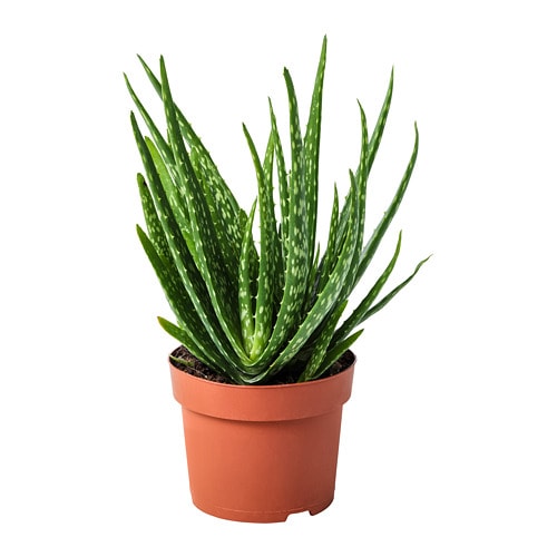 Green Aloe Vera Plant