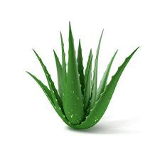 Organic Natural Aloe Vera Leaves, for Body Lotion, Cream, Making Shampoo, Gel, Packaging Type : Plastic Bag