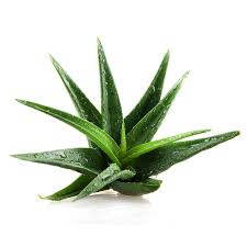 Organic Aloe Vera Plant, Feature : Easy To Grow, Long Term Freshness, Well Drained