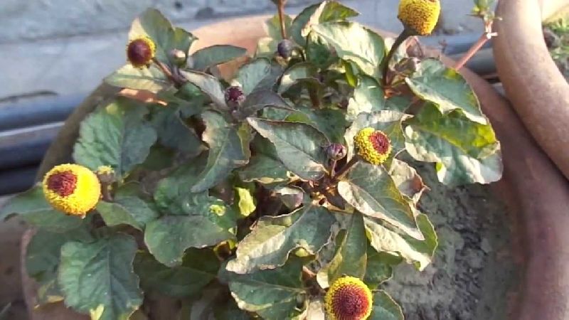 Organic Akarkara Flower, Feature : Freshness, Light Fragrance