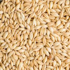 Organic Barley Seeds, Packaging Type : Pp Bag, Color : Brown