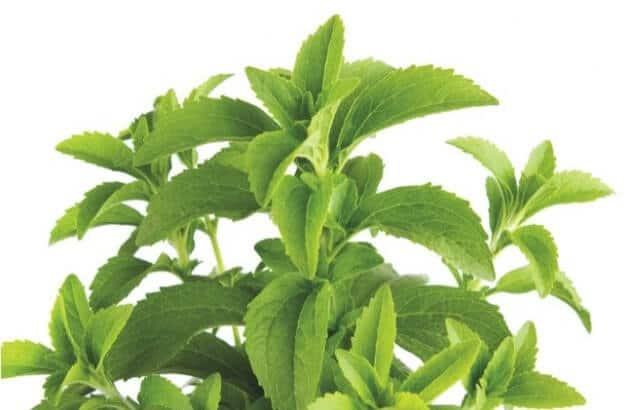 Stevia Leaves