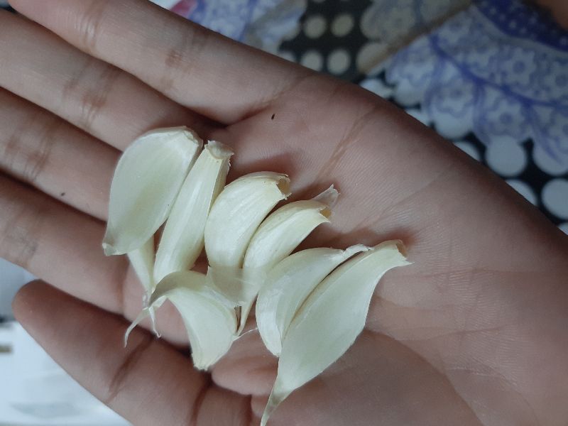 garlic