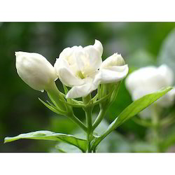 Natural Jasmine Flower, for Decorative, Vase Displays, Occasion : Birthday, Party, Weddings